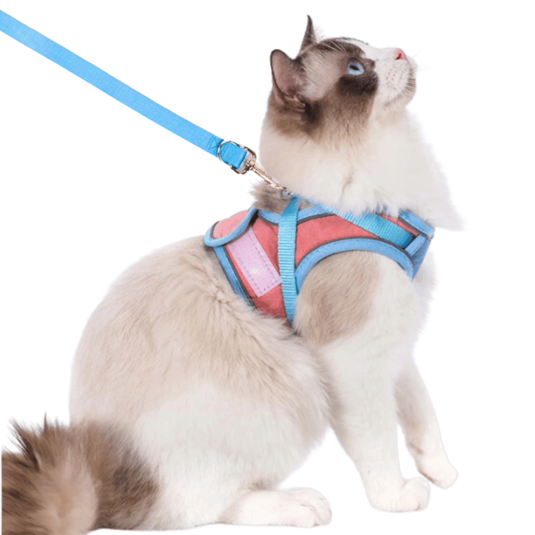 Kattsele och koppel